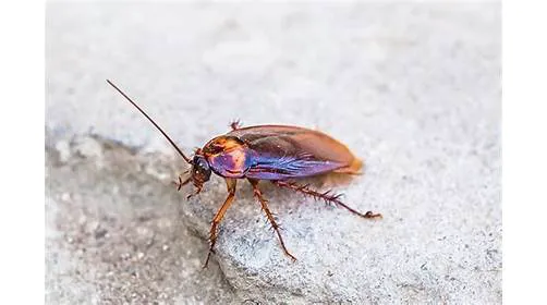 H.T. Treadway Pest Control Picture 6