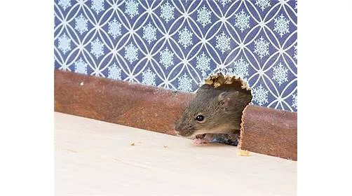 H.T. Treadway Pest Control Picture 7