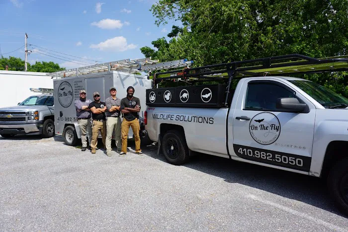 On The Fly Pest Solutions Picture 4