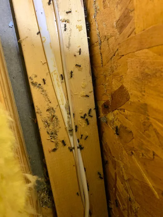 Optimum Pest Control Picture 8