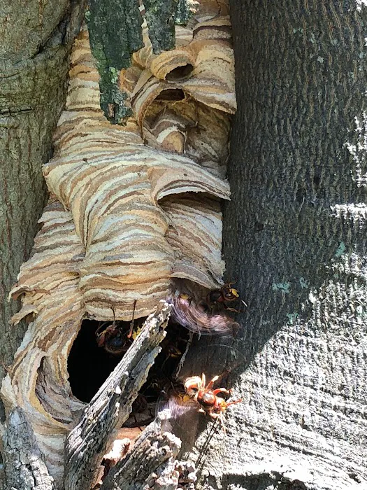 Optimum Pest Control Picture 5