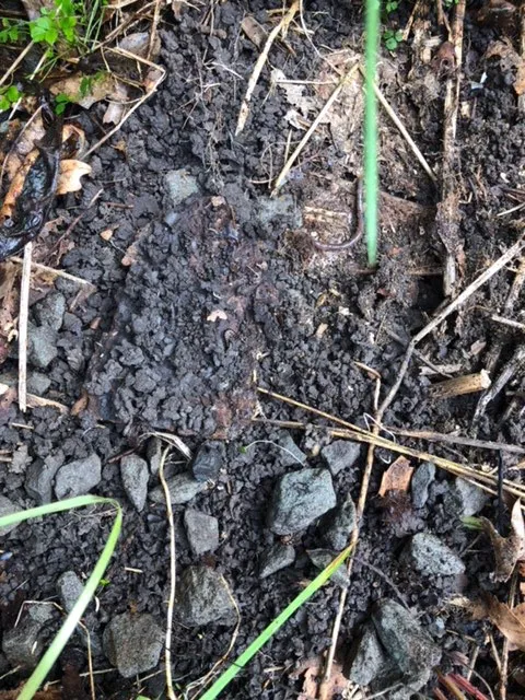 Jabco Pest Control Services Picture 3