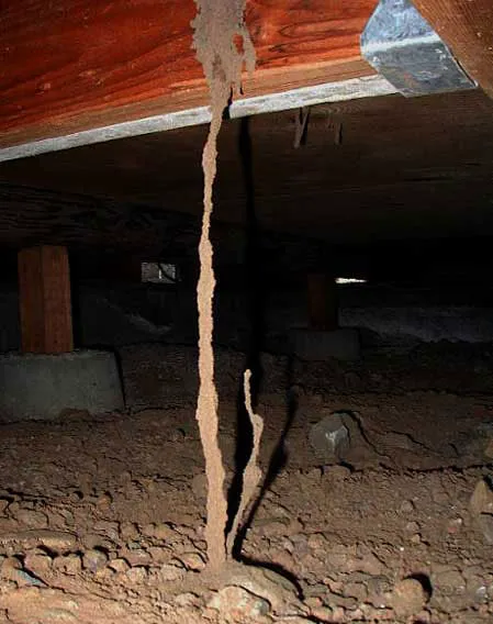 Jabco Pest Control Services Picture 7