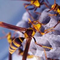 Peters Pest Control LLC ico