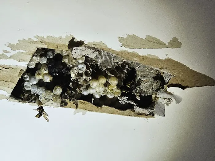 Gilbert's Professional Pest Control, Inc. Picture 6