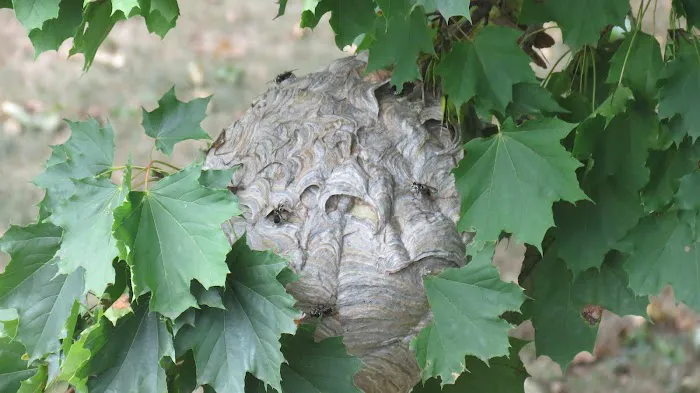 Gilbert's Professional Pest Control, Inc. Picture 5