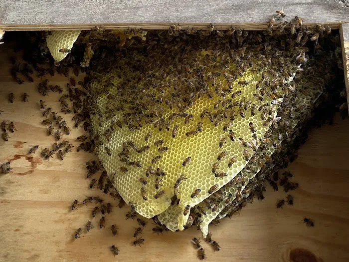 The Bucher Honey Company Picture 9