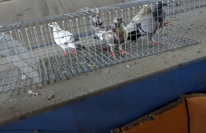 Cumberland County Wildlife Removal Picture 9