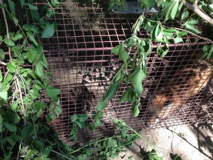 Cumberland County Wildlife Removal Picture 3
