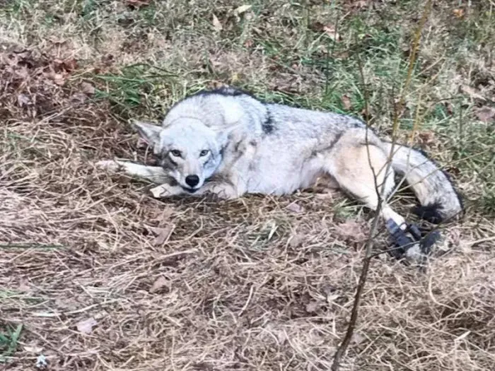 Cumberland County Wildlife Removal Picture 5