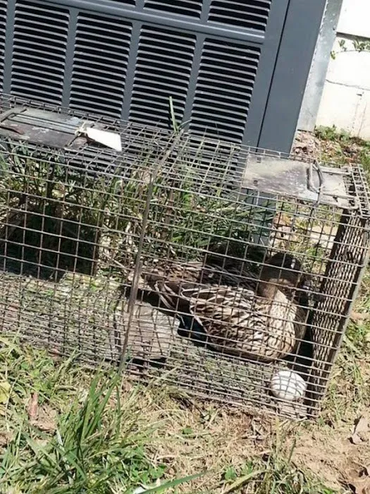 Cumberland County Wildlife Removal Picture 6