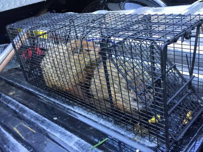 Cumberland County Wildlife Removal Picture 7