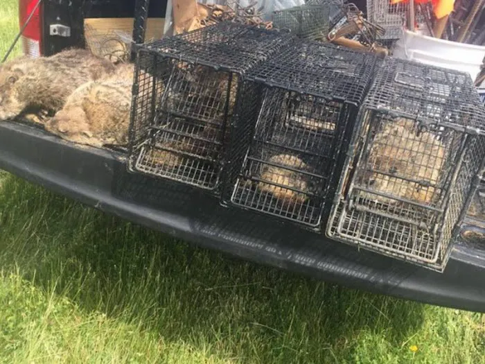 Cumberland County Wildlife Removal Picture 2