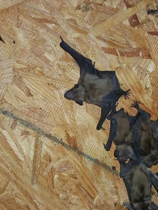 Cumberland County Wildlife Removal Picture 4
