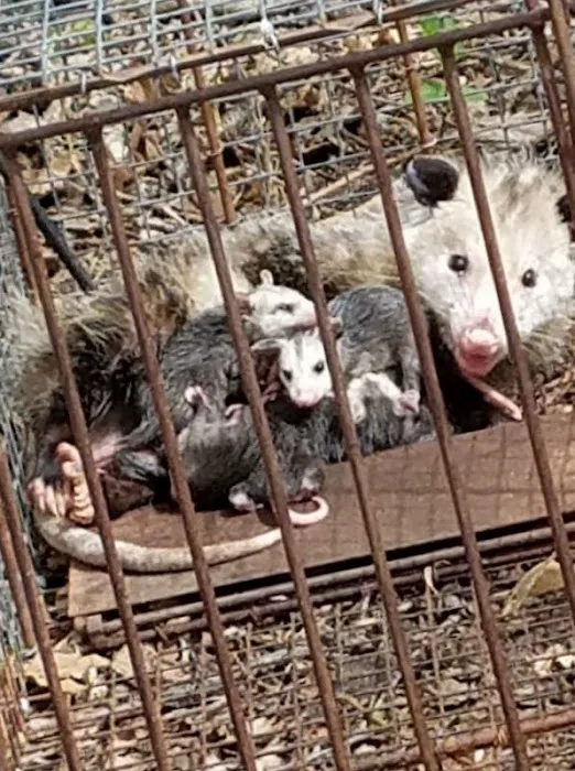 Cumberland County Wildlife Removal Picture 1
