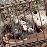 Cumberland County Wildlife Removal