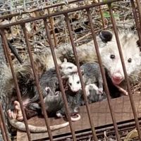Cumberland County Wildlife Removal ico