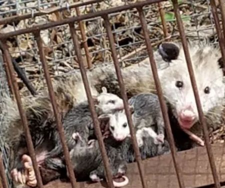 Cumberland County Wildlife Removal