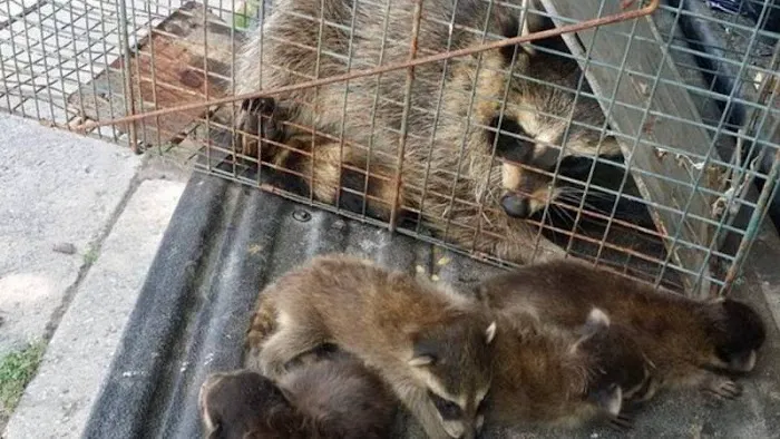 Cumberland County Wildlife Removal Picture 8