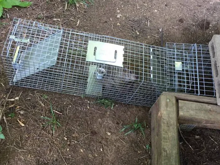 Cumberland County Wildlife Removal Picture 10