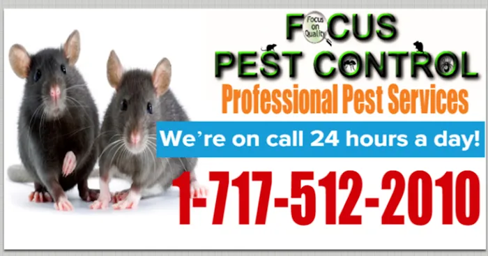 Focus Pest Control of Pa Picture 7