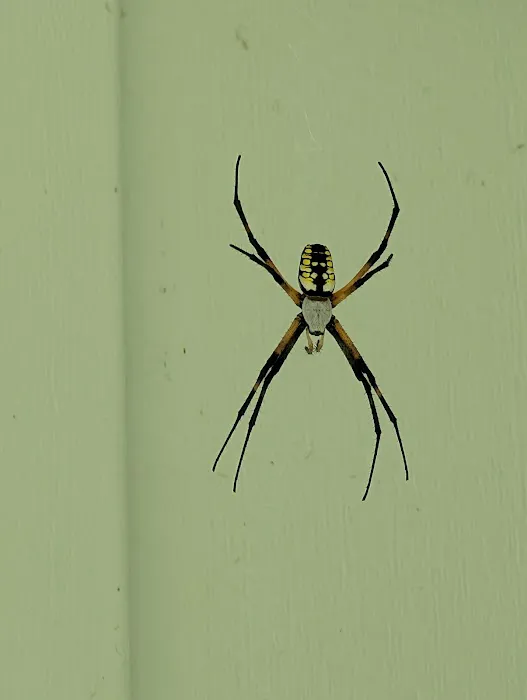 Bennett Termite & Pest Solutions Picture 2