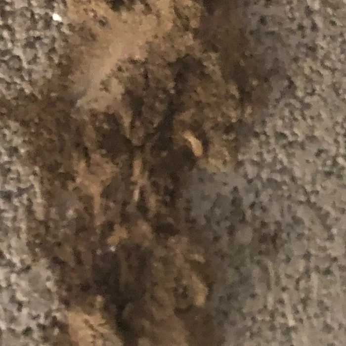 Williamson Termite & Pest Control Picture 9