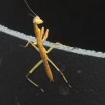 Premier Pest Management
