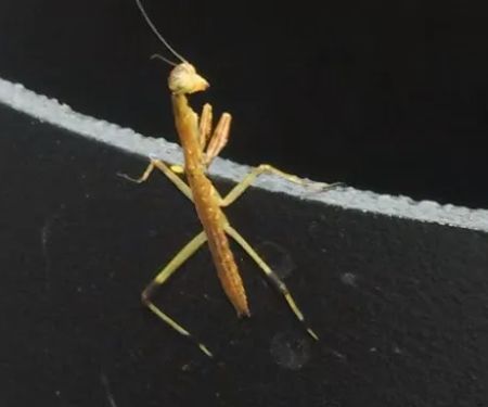 Premier Pest Management