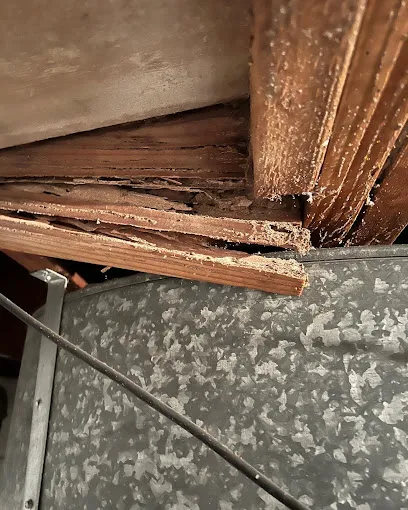 Bug Squashers Pest Control - Cambridge Picture 3