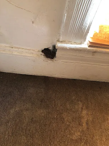 Bug Squashers Pest Control - Cambridge Picture 1