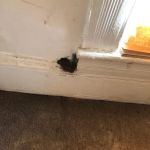 Bug Squashers Pest Control - Cambridge