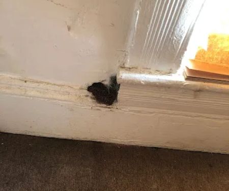 Bug Squashers Pest Control - Cambridge