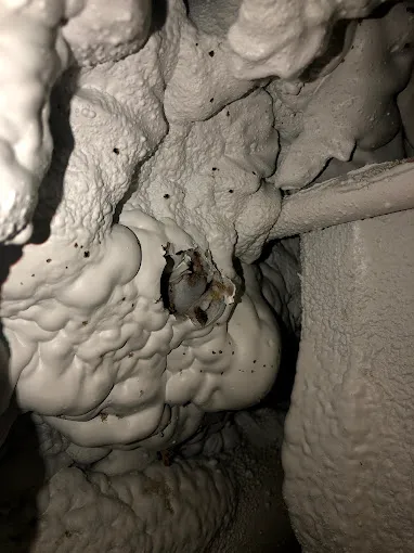 Bug Squashers Pest Control - Cambridge Picture 2