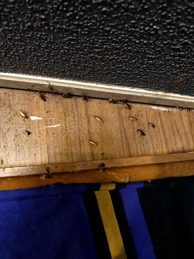 Bug Squashers Pest Control - Cambridge Picture 8
