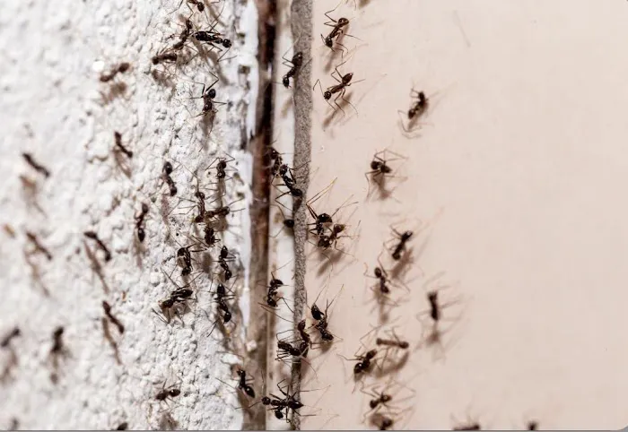 Bug Squashers Pest Control - Cambridge Picture 7