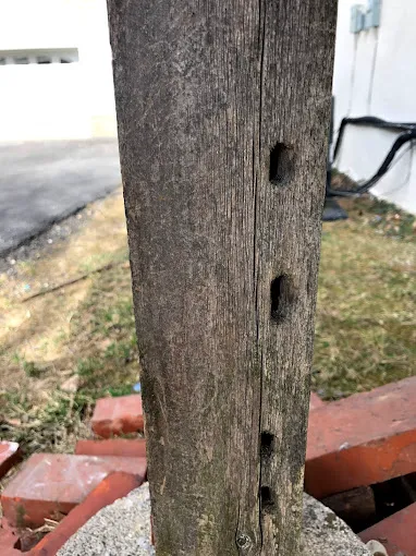 Bug Squashers Pest Control - Cambridge Picture 9
