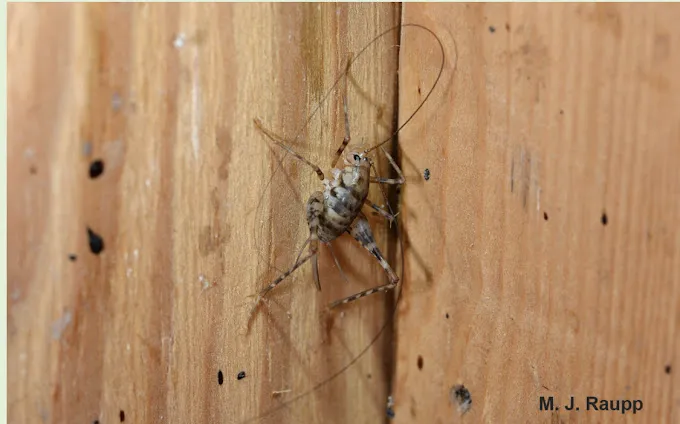 Bug Squashers Pest Control - Cambridge Picture 10