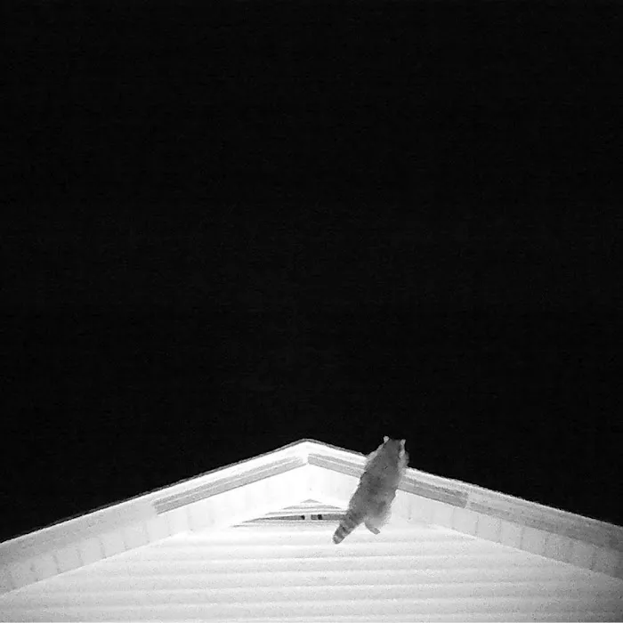 Critter Getters Picture 4