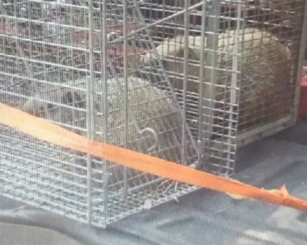 Critter Getters Picture 1