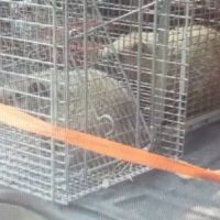 Critter Getters ico