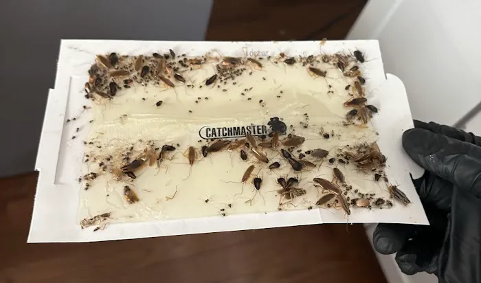 Bug Geeks Pest Control Picture 1