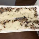 Bug Geeks Pest Control