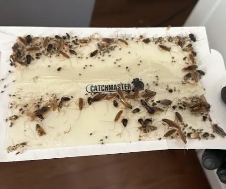Bug Geeks Pest Control