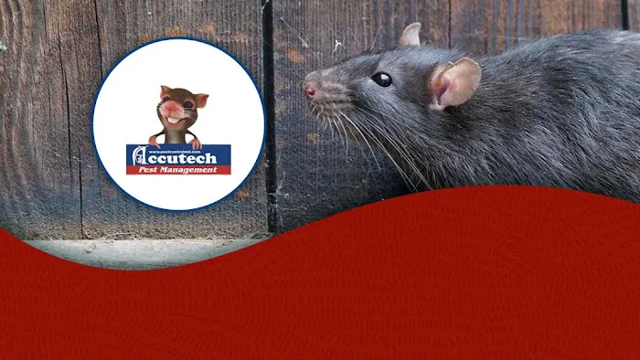 Accutech Pest Management Picture 9