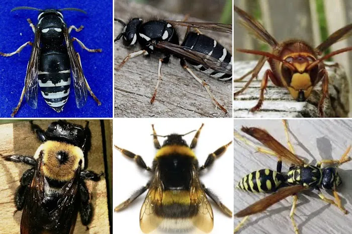 Cummings Pest Solutions Picture 2