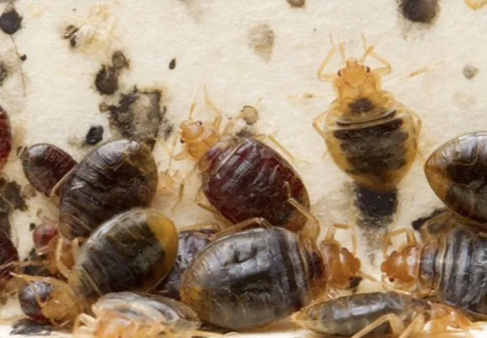 Cummings Pest Solutions Picture 1