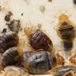 Cummings Pest Solutions