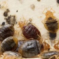 Cummings Pest Solutions ico