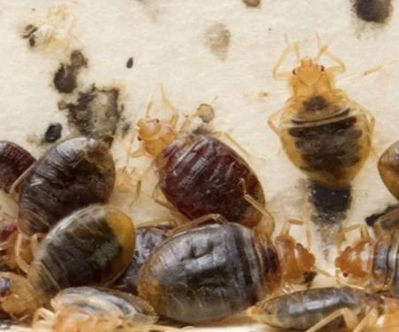 Cummings Pest Solutions